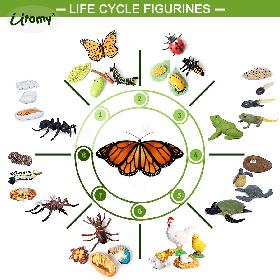Life Cycle Figures of Ladybug, - Kids Toys Reviews 评论和价格